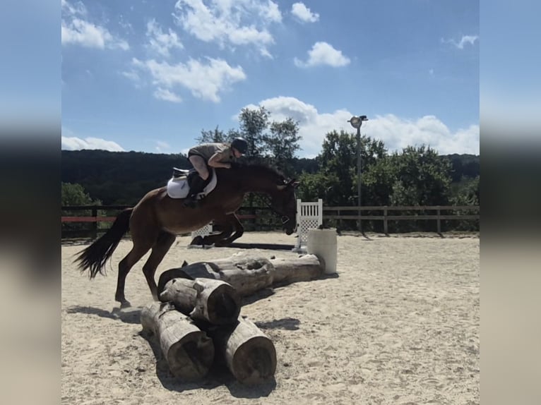 Clydesdale Mix Wallach 4 Jahre 165 cm Rotbrauner in Street Clydesdale Mix Wallach 4 Jahre 165 cm Rotbrauner in Street
