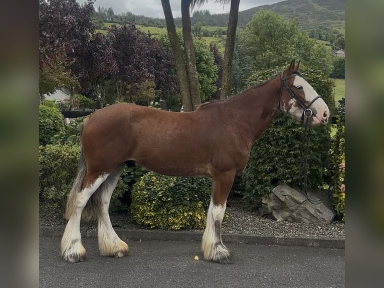 Clydesdale Wallach 4 Jahre 170 cm Rotbrauner in Newry