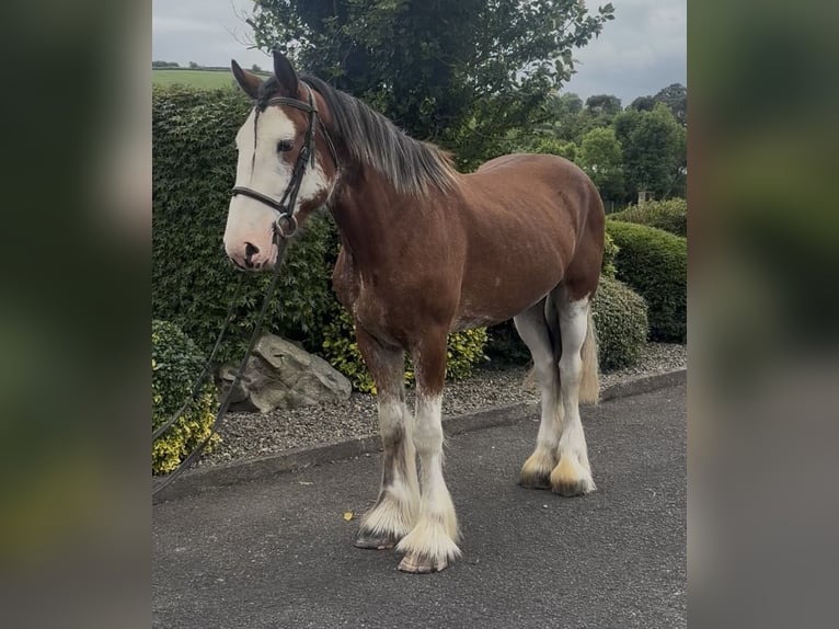 Clydesdale Wallach 4 Jahre 170 cm Rotbrauner in Newry