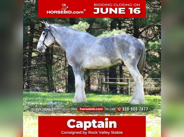 Clydesdale Wallach 4 Jahre 173 cm Roan-Blue in Strasburg, OH