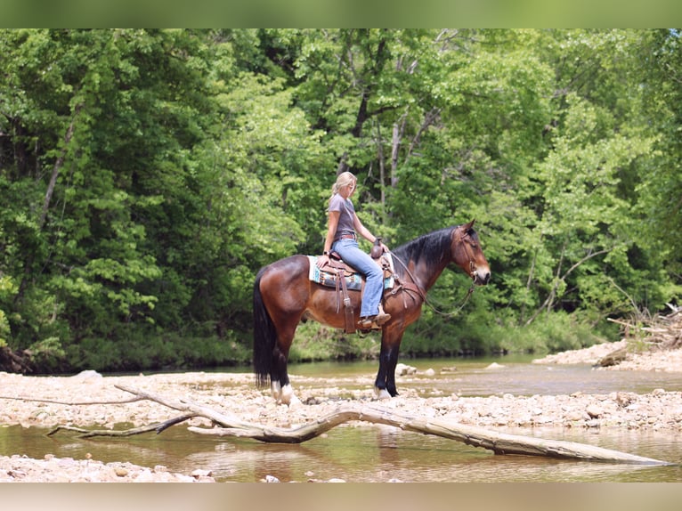 Clydesdale Mix Wallach 5 Jahre 155 cm Rotbrauner in Rolla, MO