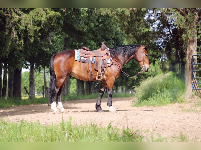 Clydesdale Mix Wallach 5 Jahre 155 cm Rotbrauner in Rolla, MO