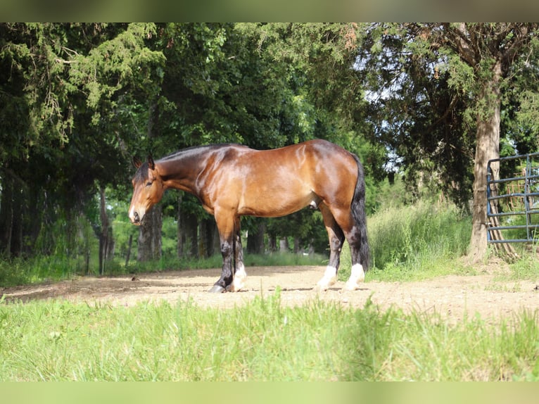 Clydesdale Mix Wallach 5 Jahre 155 cm Rotbrauner in Rolla, MO