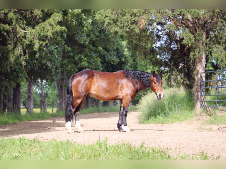Clydesdale Mix Wallach 5 Jahre 155 cm Rotbrauner in Rolla, MO