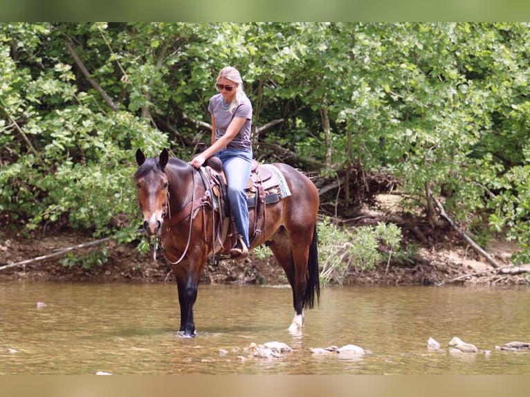 Clydesdale Mix Wallach 5 Jahre 155 cm Rotbrauner in Rolla, MO