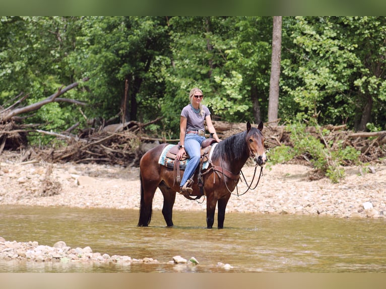 Clydesdale Mix Wallach 5 Jahre 155 cm Rotbrauner in Rolla, MO