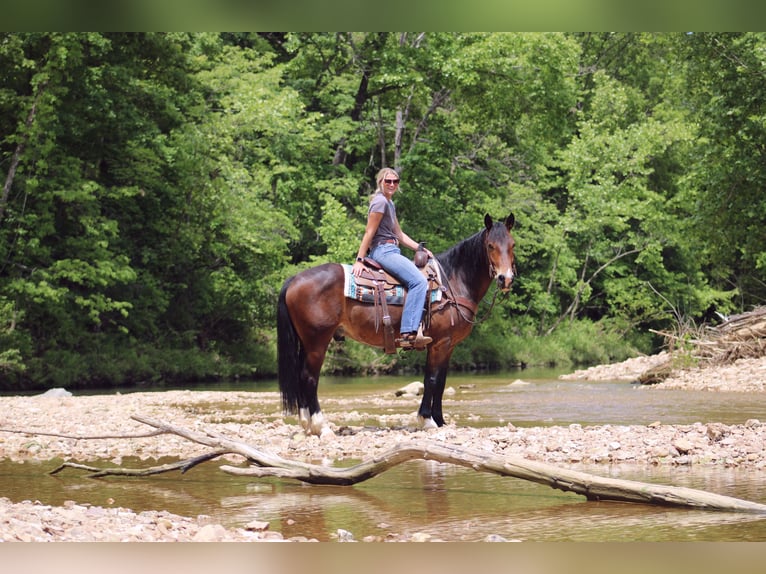 Clydesdale Mix Wallach 5 Jahre 155 cm Rotbrauner in Rolla, MO