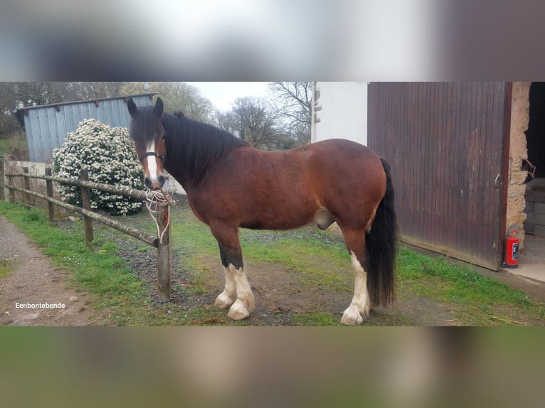 Clydesdale Wallach 5 Jahre 161 cm Rotbrauner in Queaux