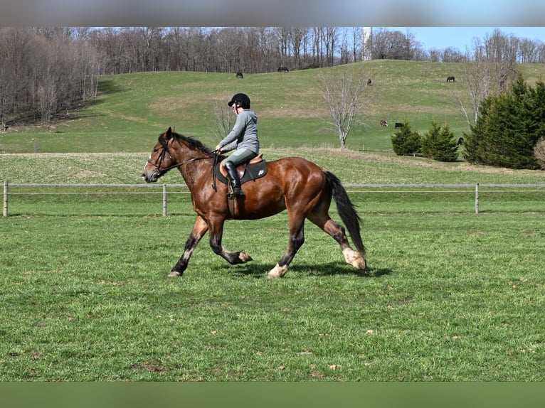 Clydesdale Wallach 5 Jahre 168 cm Rotbrauner in Warsaw NY