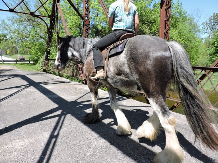 Clydesdale Wallach 5 Jahre 173 cm Roan-Blue in Hanover, On