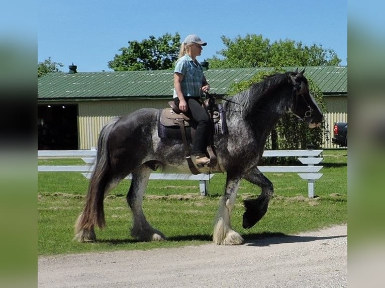 Clydesdale Wallach 5 Jahre 173 cm Roan-Blue in Hanover, On