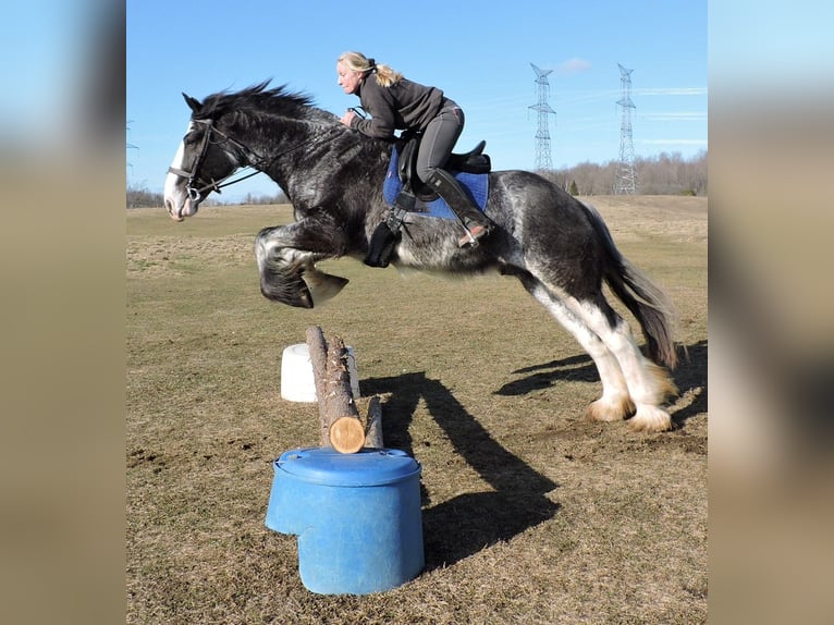 Clydesdale Wallach 5 Jahre 173 cm Roan-Blue in Hanover, On