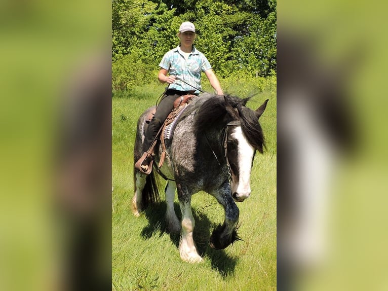 Clydesdale Wallach 5 Jahre 173 cm Roan-Blue in Hanover, On