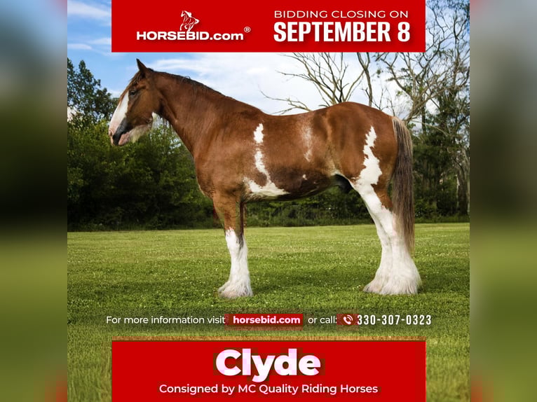 Clydesdale Wallach 5 Jahre 173 cm Rotbrauner in Battle Creek