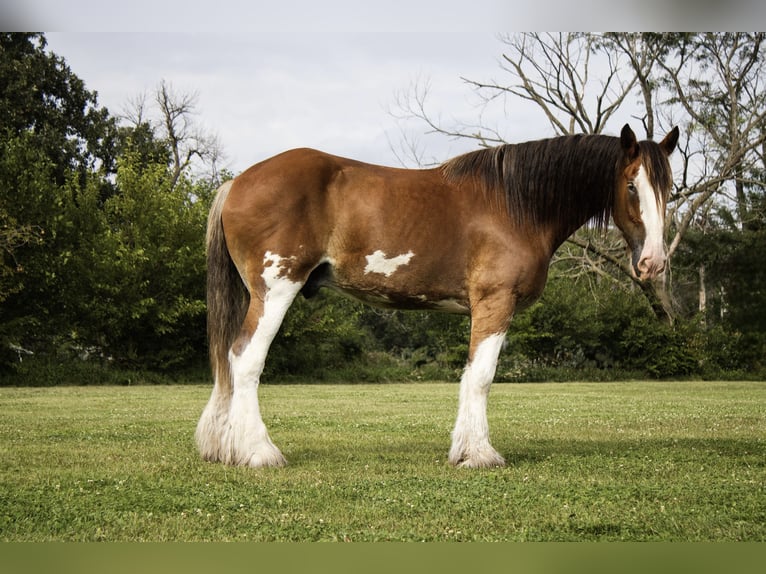 Clydesdale Wallach 5 Jahre 173 cm Rotbrauner in Battle Creek