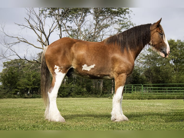 Clydesdale Wallach 5 Jahre 173 cm Rotbrauner in Battle Creek
