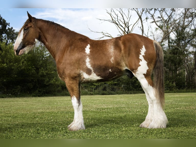 Clydesdale Wallach 5 Jahre 173 cm Rotbrauner in Battle Creek