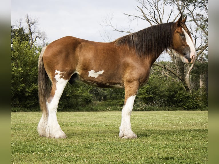 Clydesdale Wallach 5 Jahre 173 cm Rotbrauner in Battle Creek