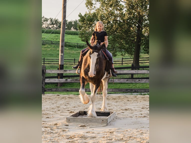 Clydesdale Wallach 5 Jahre Schecke in Honey Brook