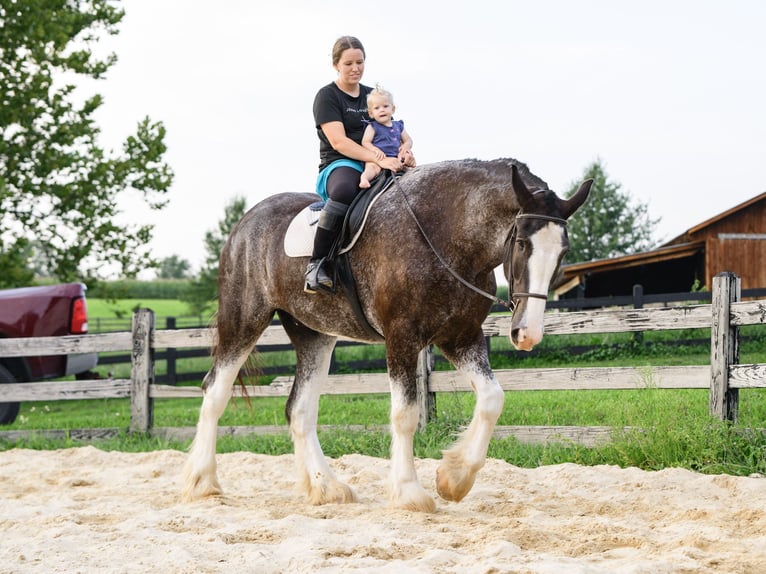 Clydesdale Wallach 5 Jahre Schecke in Honey Brook