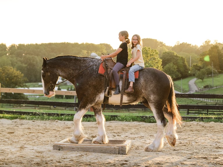 Clydesdale Wallach 5 Jahre Schecke in Honey Brook