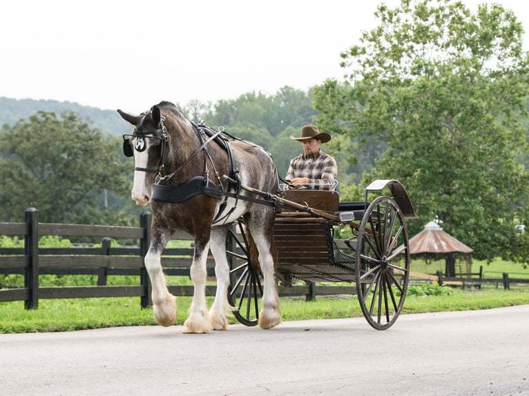 Clydesdale Wallach 5 Jahre Schecke in Honey Brook