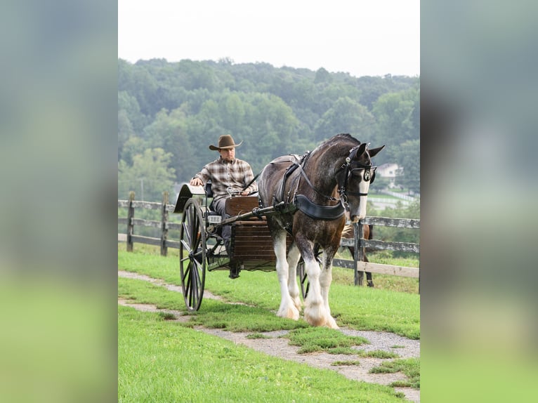 Clydesdale Wallach 5 Jahre Schecke in Honey Brook