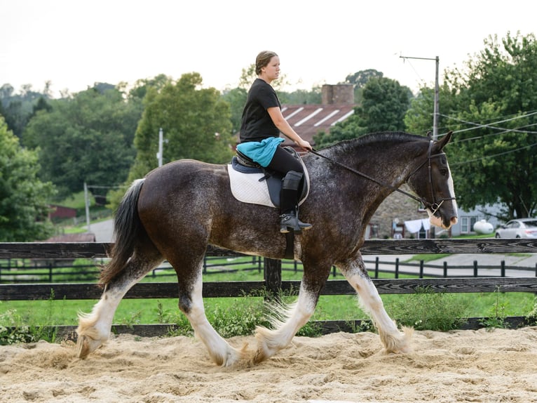 Clydesdale Wallach 5 Jahre Schecke in Honey Brook