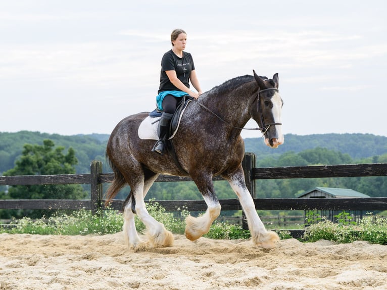 Clydesdale Wallach 5 Jahre Schecke in Honey Brook