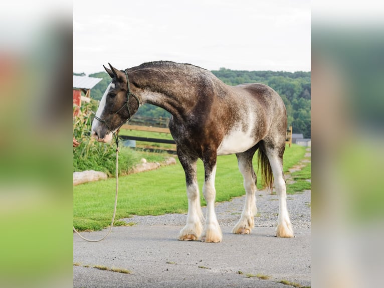 Clydesdale Wallach 5 Jahre Schecke in Honey Brook
