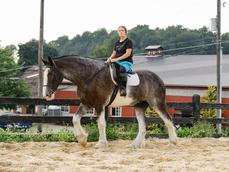 Clydesdale Wallach 5 Jahre Schecke in Honey Brook