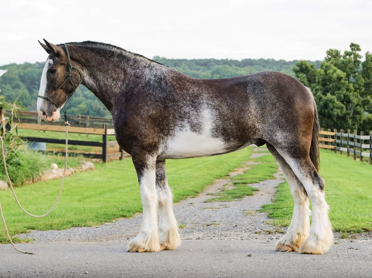 Clydesdale Wallach 5 Jahre Schecke in Honey Brook