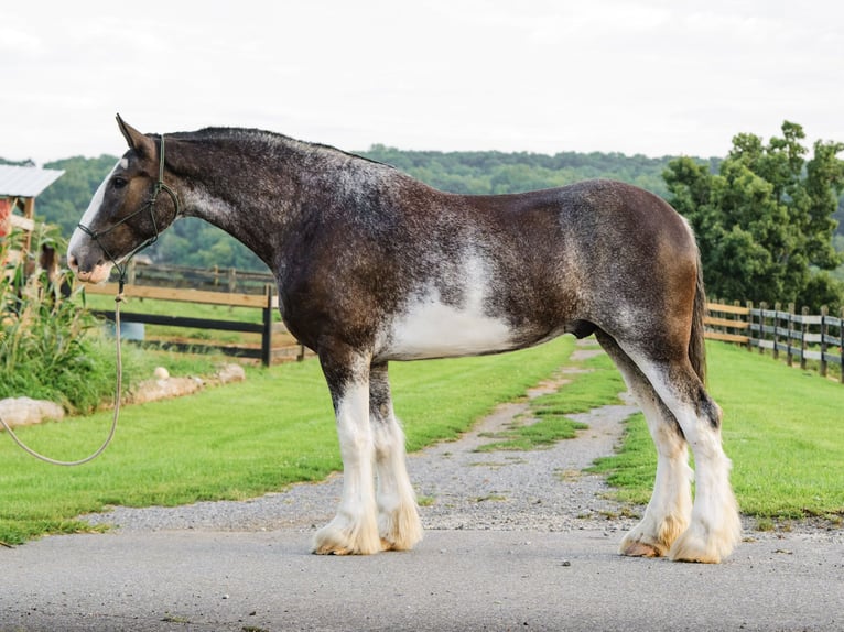 Clydesdale Wallach 5 Jahre Schecke in Honey Brook