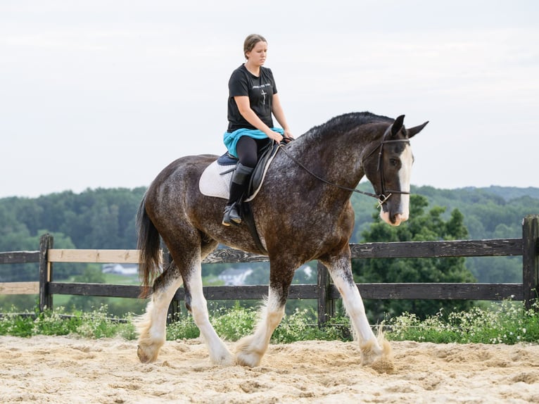 Clydesdale Wallach 5 Jahre Schecke in Honey Brook