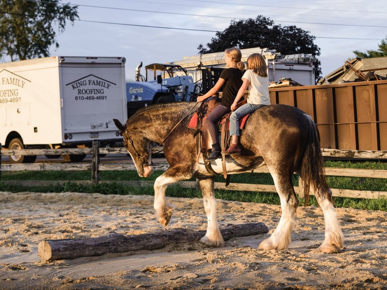 Clydesdale Wallach 5 Jahre Schecke in Honey Brook