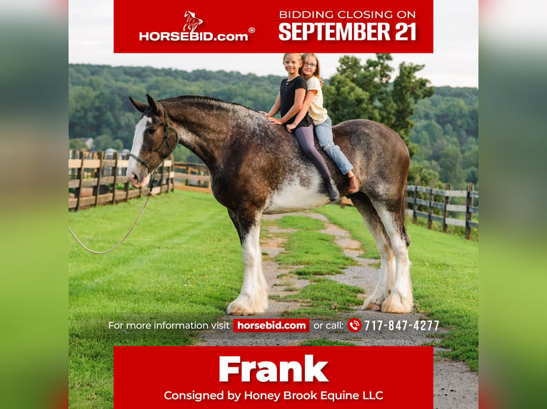 Clydesdale Wallach 5 Jahre Schecke in Honey Brook