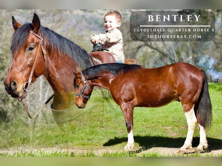 Clydesdale Mix Wallach 6 Jahre 163 cm Rotbrauner in Littleton, CO