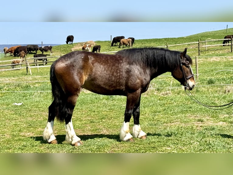 Clydesdale Mix Wallach 6 Jahre 173 cm Rotbrauner in Gap