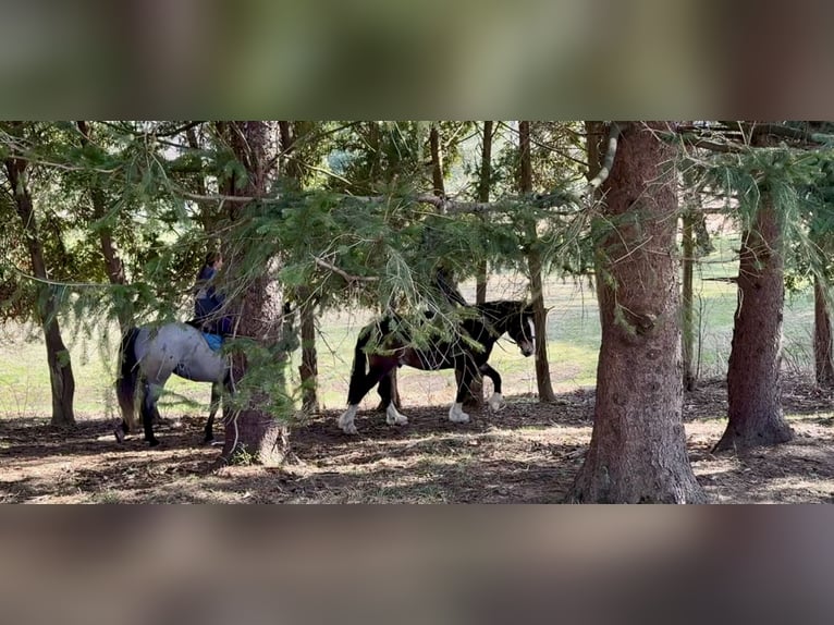 Clydesdale Mix Wallach 6 Jahre 173 cm Rotbrauner in Gap