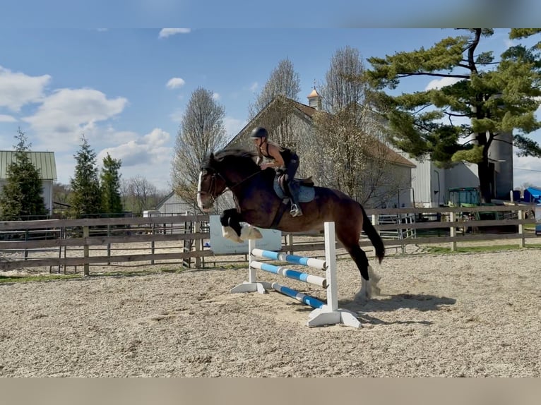 Clydesdale Mix Wallach 6 Jahre 173 cm Rotbrauner in Gap