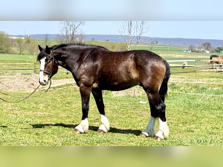Clydesdale Mix Wallach 6 Jahre 173 cm Rotbrauner in Gap