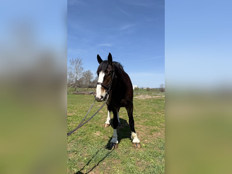 Clydesdale Mix Wallach 6 Jahre 173 cm Rotbrauner in Gap
