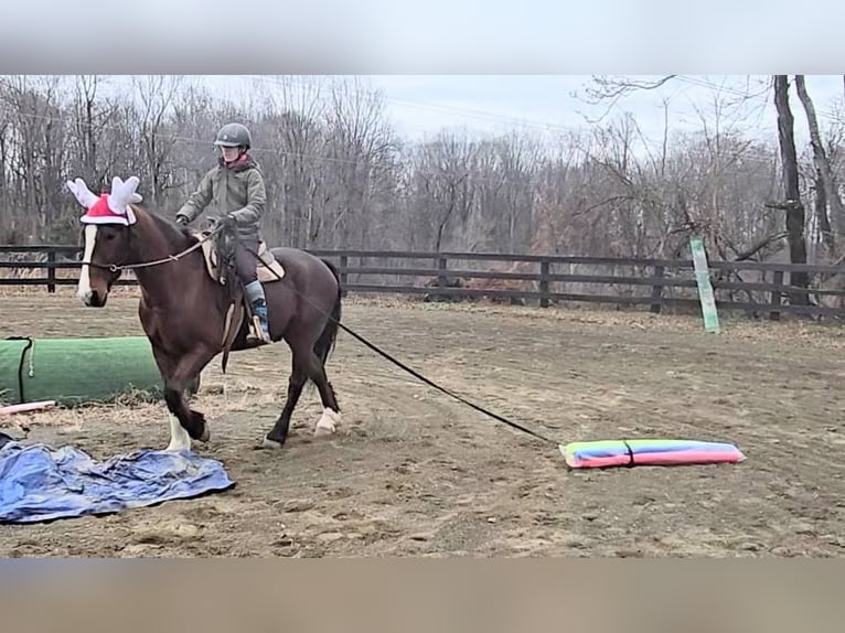 Clydesdale Wallach 7 Jahre 165 cm Rotbrauner in Jeffersonton