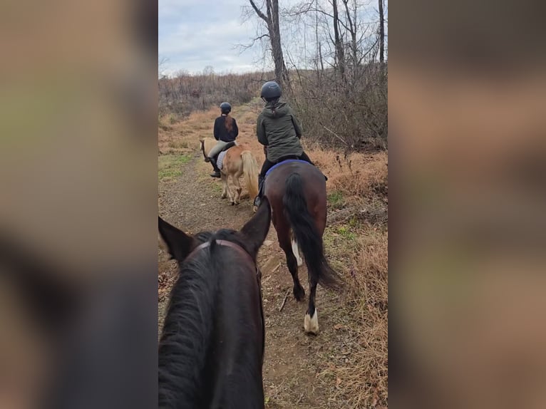 Clydesdale Wallach 7 Jahre 165 cm Rotbrauner in Jeffersonton