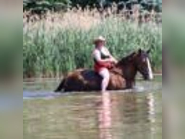 Clydesdale Wallach 7 Jahre 173 cm Rotbrauner in Howell, MI