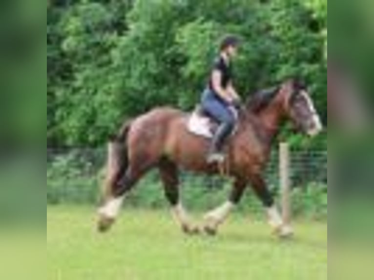 Clydesdale Wallach 7 Jahre 173 cm Rotbrauner in Howell, MI
