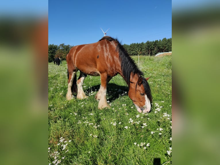 Clydesdale Wallach 7 Jahre 177 cm Rotfuchs in Walsleben