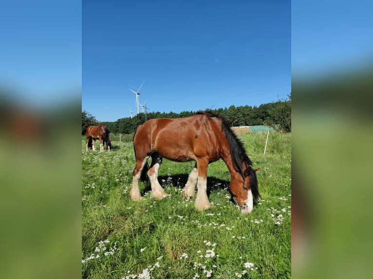 Clydesdale Wallach 7 Jahre 177 cm Rotfuchs in Walsleben