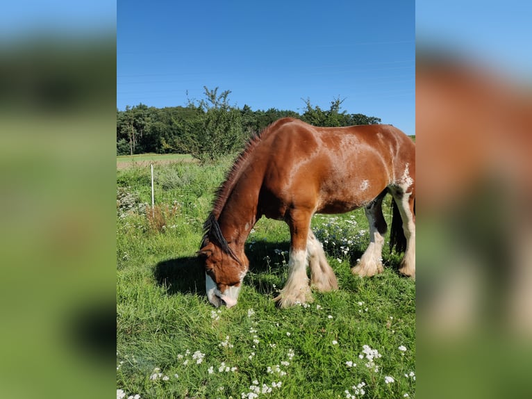 Clydesdale Wallach 7 Jahre 177 cm Rotfuchs in Walsleben