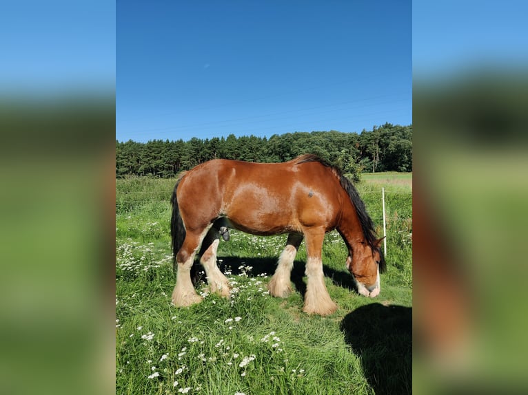 Clydesdale Wallach 7 Jahre 177 cm Rotfuchs in Walsleben